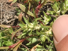 Polygonum polygaloides