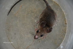 Rattus tanezumi