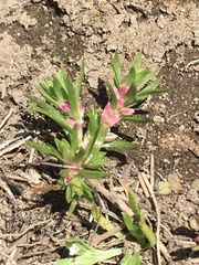 Polygonum polygaloides
