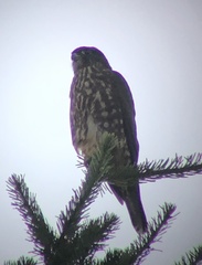Falco columbarius suckleyi