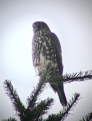 Falco columbarius suckleyi