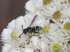 Stenodynerus blandus
