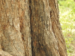 Hemidactylus leschenaultii