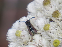 Stenodynerus blandus