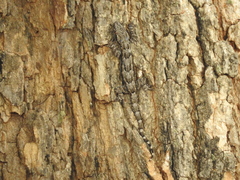 Hemidactylus leschenaultii