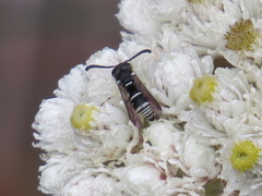 Stenodynerus blandus
