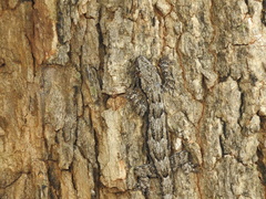 Hemidactylus leschenaultii