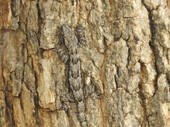 Hemidactylus leschenaultii