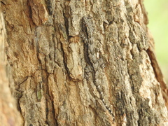 Hemidactylus leschenaultii