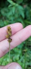 Carex cephaloidea