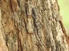 Hemidactylus leschenaultii