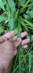 Carex cephaloidea