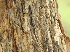 Hemidactylus leschenaultii