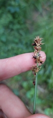 Carex aggregata