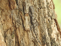 Hemidactylus leschenaultii