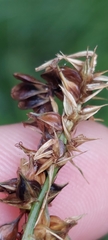 Carex aggregata