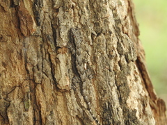 Hemidactylus leschenaultii