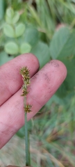 Carex cephaloidea