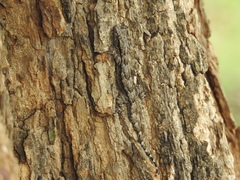 Hemidactylus leschenaultii