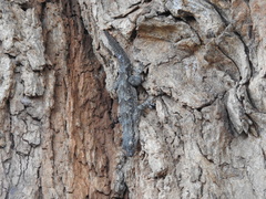 Hemidactylus leschenaultii