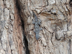 Hemidactylus leschenaultii