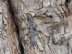 Hemidactylus leschenaultii