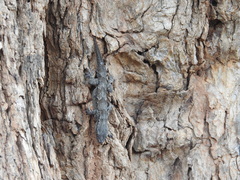 Hemidactylus leschenaultii