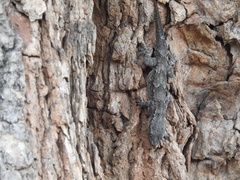 Hemidactylus leschenaultii