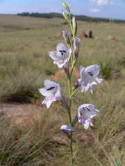Gladiolus malvinus