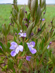 Rotheca hirsuta