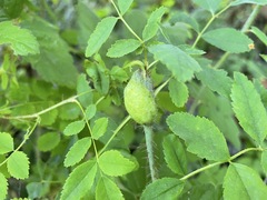 Diplolepis nodulosa
