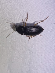 Harpalus herbivagus