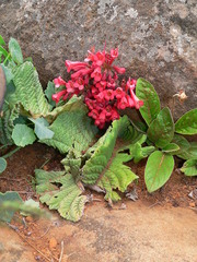 Streptocarpus dunnii