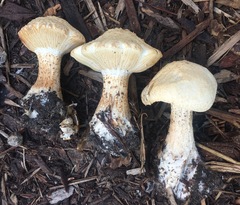 Melanoleuca verrucipes
