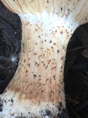 Melanoleuca verrucipes