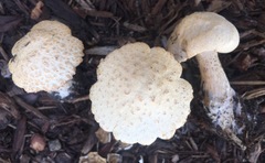 Melanoleuca verrucipes