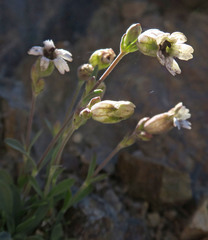 Silene scaposa