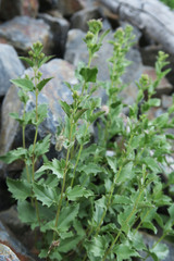 Ageratina occidentalis