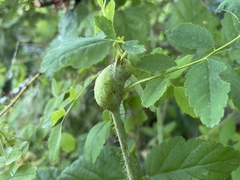 Diplolepis nodulosa