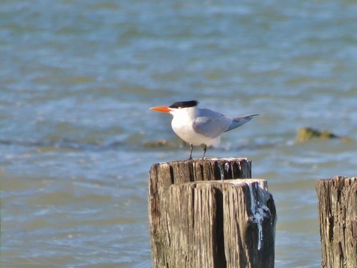 Charrán real (Thalasseus maximus)
