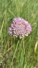 Allium lineare