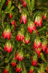 Darwinia oxylepis