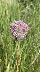 Allium lineare