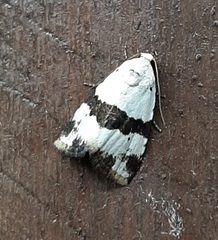 Maliattha ruptifascia