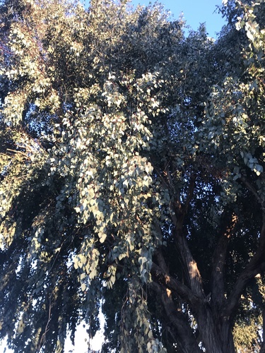 Eucalyptus polyanthemos, photographed by an iNaturalist contributor