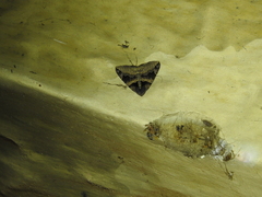 Bastilla fulvotaenia