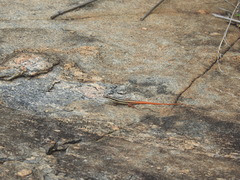 Ophisops leschenaultii