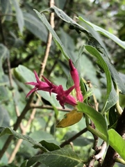 Cestrum roseum