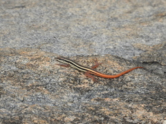 Ophisops leschenaultii