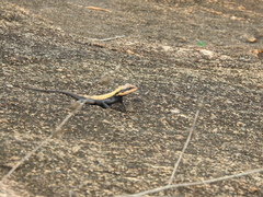 Psammophilus dorsalis